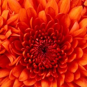 Meet your Posher, Monita